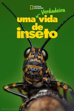 Capa de Uma Verdadeira Vida de Inseto