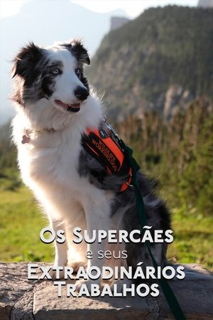 Capa de Os Supercaes e Seus Extraordinarios Trabalhos