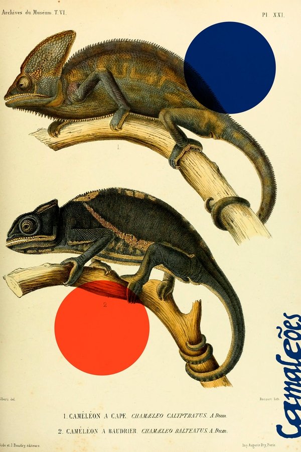 Capa de Camaleões